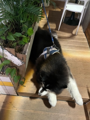 赤峰狗狗咖啡館地址電話號(hào)碼-第1張圖片