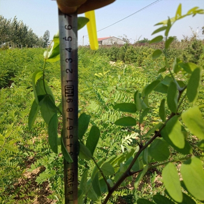 赤峰刺槐苗專賣店電話號碼-第1張圖片