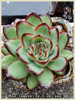 赤峰多肉市場地址電話號(hào)碼-第1張圖片