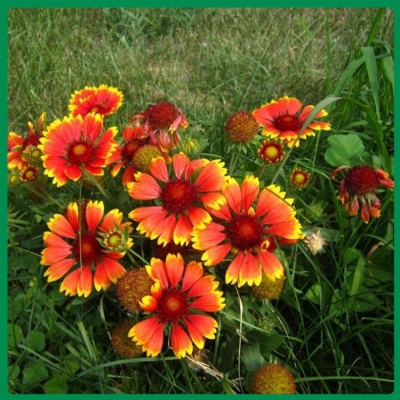 赤峰天人菊苗商家電話號(hào)碼-第1張圖片