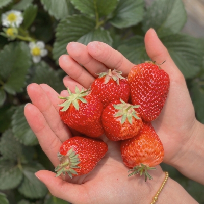 赤峰草莓園電話號碼查詢是多少-第1張圖片