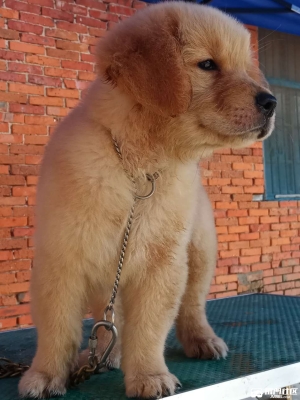 赤峰金毛俱樂(lè)部電話多少號(hào)-第1張圖片