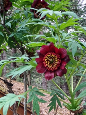 赤峰云銅王金禹-第1張圖片