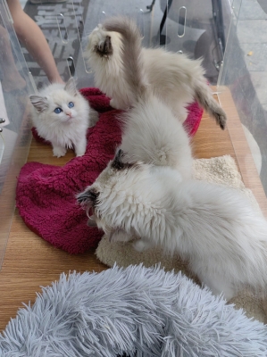 赤峰同城領(lǐng)養(yǎng)小貓咪電話號碼-第1張圖片