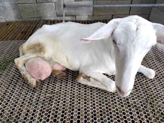 赤峰賣奶山羊電話多少號-第1張圖片