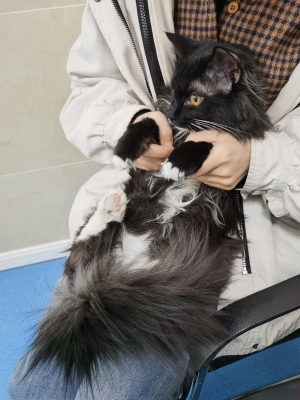 赤峰王雪寵物醫(yī)院電話號(hào)碼-第1張圖片