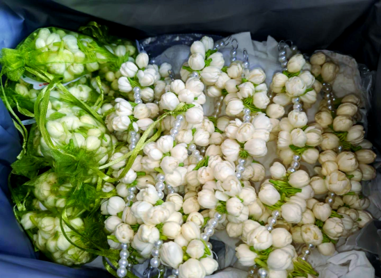 赤峰市茉莉花店電話號碼-第1張圖片