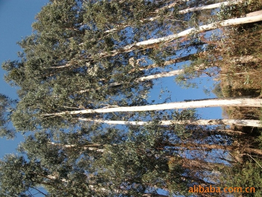 赤峰回收樹苗電話是多少號-第1張圖片