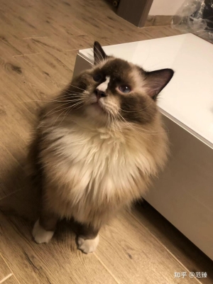 赤峰寵物貓免費(fèi)領(lǐng)養(yǎng)電話號(hào)碼-第1張圖片