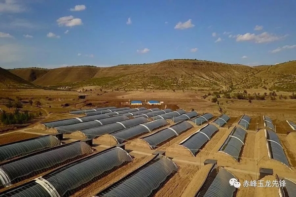 赤峰先鋒種子公司電話號(hào)碼-第1張圖片