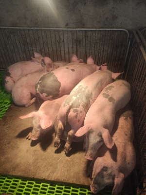 赤峰收育肥豬電話號(hào)碼查詢-第1張圖片