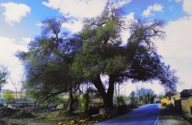 赤峰榆木桿子廠家地址電話號碼-第1張圖片