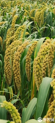 赤峰益畝小米售后電話地址查詢-第1張圖片