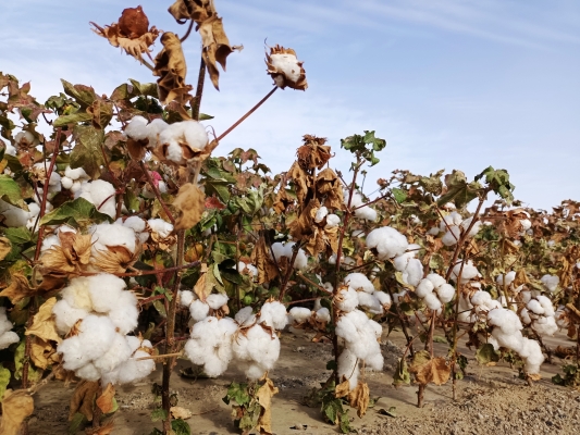 赤峰棉花糖廠電話多少號(hào)啊-第1張圖片