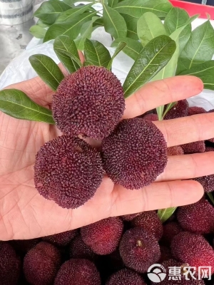 赤峰楊梅果醬專賣店電話號(hào)碼-第1張圖片