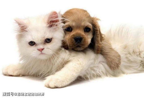 赤峰念寵寵物殯葬電話地址查詢-第1張圖片