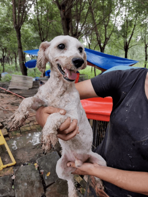 赤峰救助站領(lǐng)養(yǎng)寵物電話號(hào)碼-第1張圖片