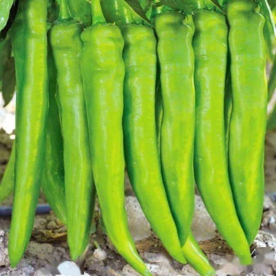 赤峰雨潤蔬菜報價表電話號碼-第1張圖片