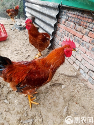 赤峰土雞-第1張圖片