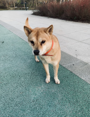 赤峰市柴犬出售電話號(hào)碼-第1張圖片