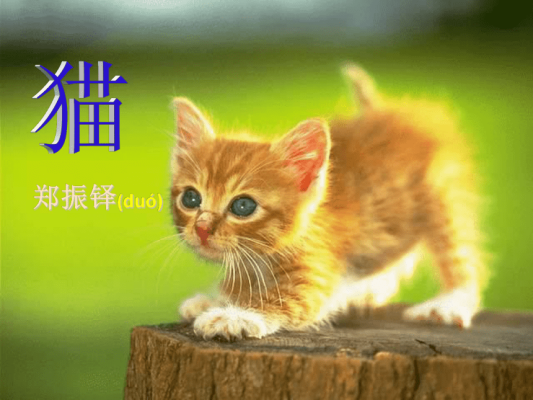 赤峰收貓電話是多少號碼啊-第1張圖片