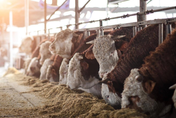 內蒙古赤峰市羊場-第1張圖片