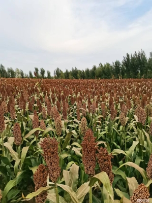 赤峰土地管理局電話號碼-第1張圖片