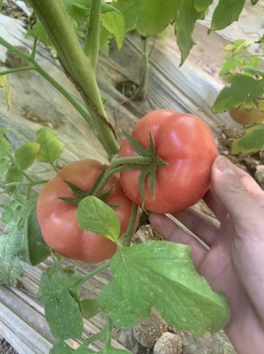 赤峰收購小蔥電話多少號碼-第1張圖片