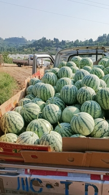 內(nèi)蒙赤峰西瓜種植基地電話(huà)號(hào)碼-第1張圖片