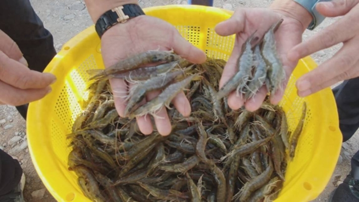 赤峰天元對蝦養(yǎng)殖廠電話號碼-第1張圖片