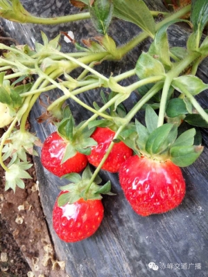 赤峰八家采摘園電話號碼-第1張圖片