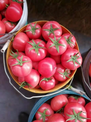 赤峰桃汁批發(fā)電話地址查詢(xún)-第1張圖片