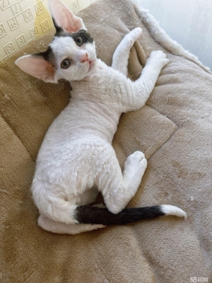 赤峰小貓免費領(lǐng)養(yǎng)地點電話號碼-第1張圖片