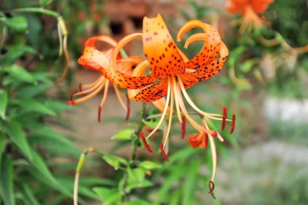 赤峰松山區(qū)果樹農(nóng)場電話多少-第1張圖片