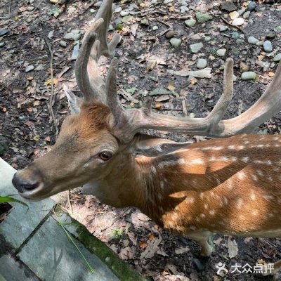赤峰小鹿動(dòng)物園電話地址查詢-第1張圖片