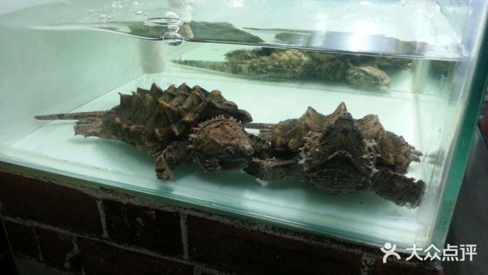 赤峰清水橋花鳥市場電話號(hào)碼-第1張圖片