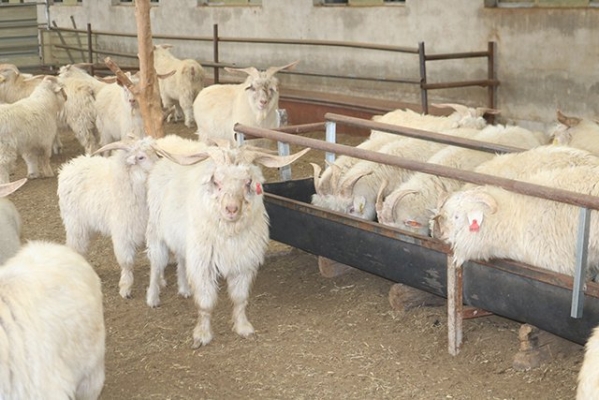 赤峰市羊肉廠家地址電話-第1張圖片