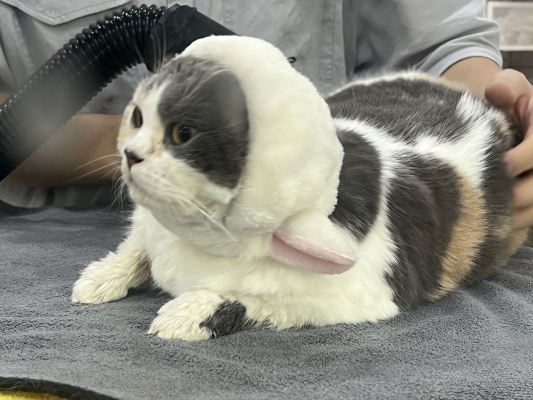 赤峰貓咪蛋糕店電話地址查詢-第1張圖片