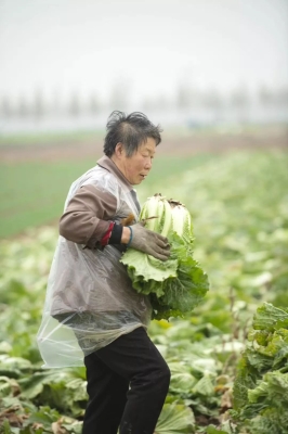 赤峰收白菜電話是多少啊-第1張圖片