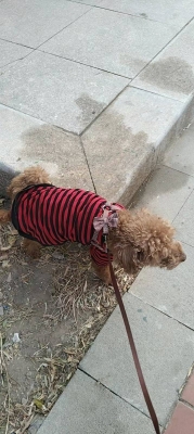 赤峰尋狗團(tuán)隊(duì)電話號碼查詢-第1張圖片