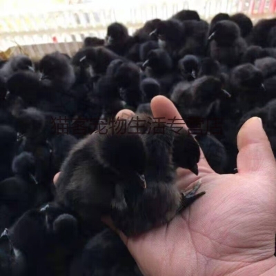 赤峰雞崽出售信息大全電話查詢-第1張圖片