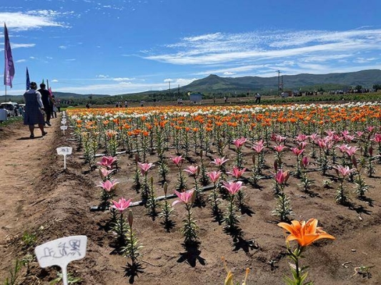 赤峰藥材訂單種植基地電話號碼-第1張圖片