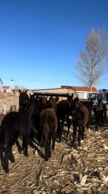 赤峰牛馬驢市場電話號碼查詢-第1張圖片