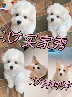 赤峰薩摩耶犬舍電話多少號(hào)-第1張圖片