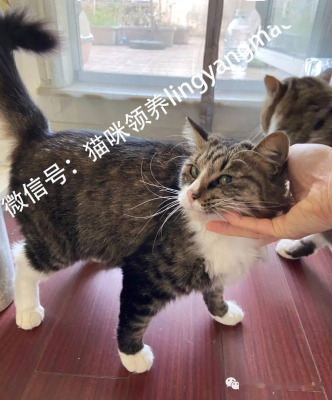 赤峰喵咪領養(yǎng)電話是多少號-第1張圖片