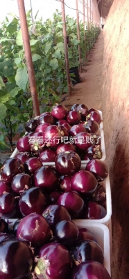 赤峰市水果批發(fā)電話號碼-第1張圖片