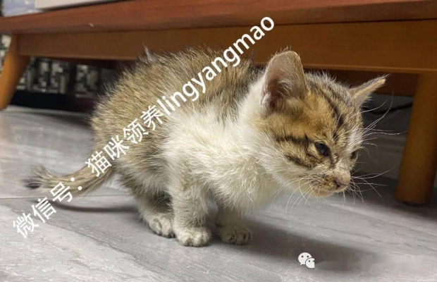 赤峰小貓咪領(lǐng)養(yǎng)電話地址查詢-第1張圖片