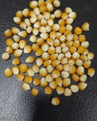 內(nèi)蒙古赤峰玉米銷售電話號(hào)碼-第1張圖片