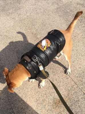 赤峰領(lǐng)養(yǎng)貓狗地址電話號(hào)碼查詢-第1張圖片