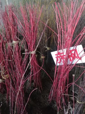 赤峰收樹種子電話號碼是多少-第1張圖片